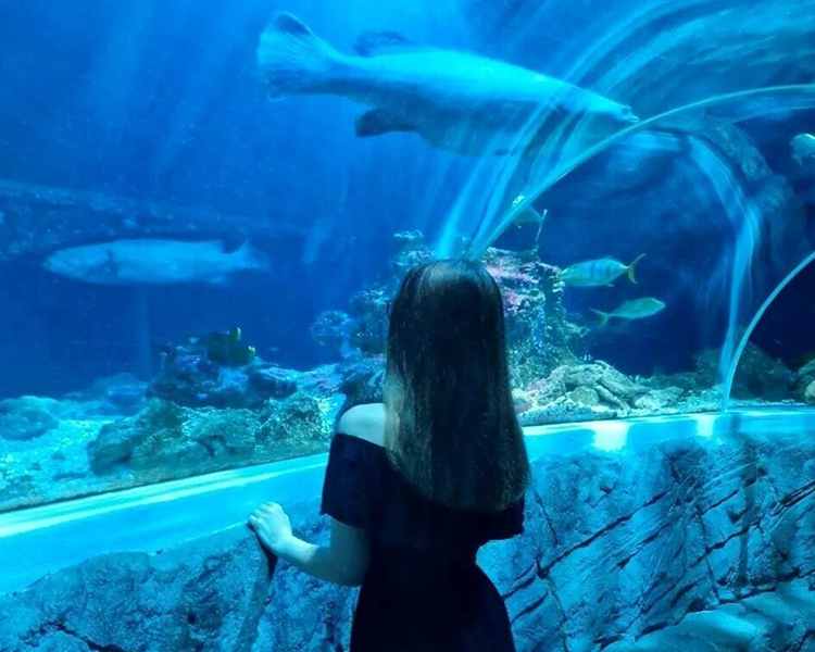 Imagebild Region: Kind steht vor einem Aquarium im Sealife